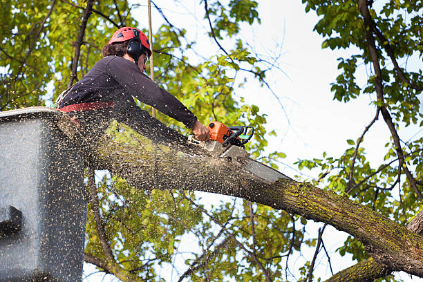 Best Tree Preservation Services  in Pocono Springs, PA